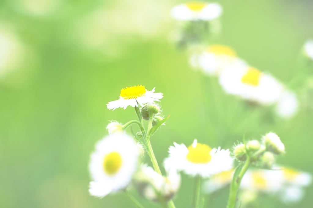 ヒメジョオン