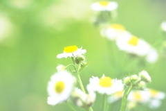 ヒメジョオン