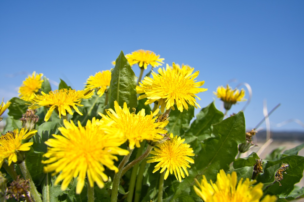 たんぽぽの皆さん