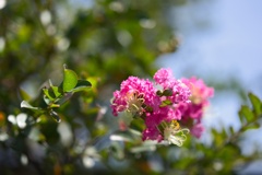 散歩途中の花−２