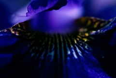 菖蒲