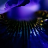 菖蒲