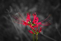 彼岸花