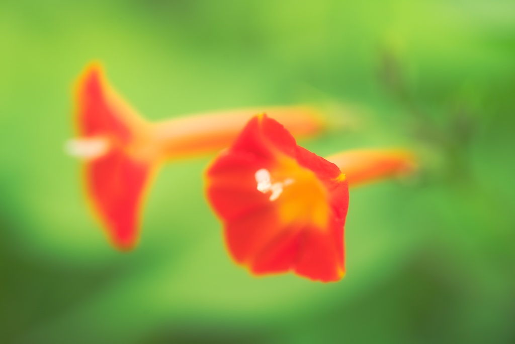 マルバルコウソウ