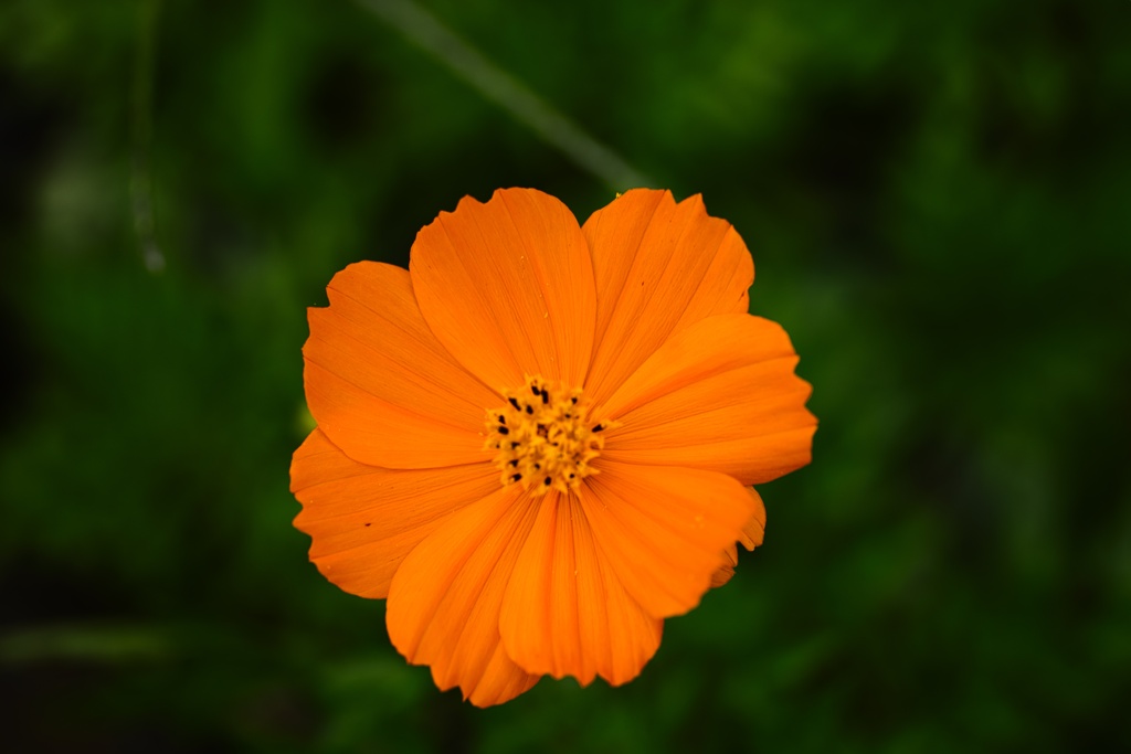 キバナコスモス−１