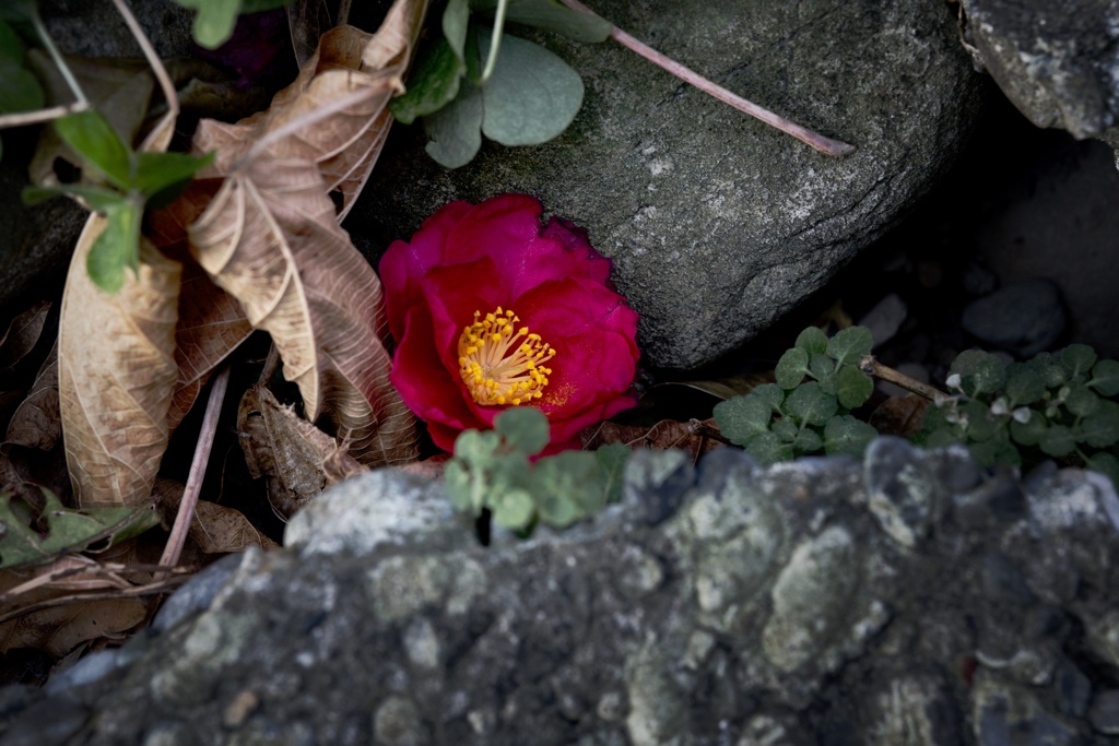 落花