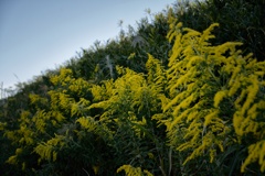 セイタカアワダチソウ