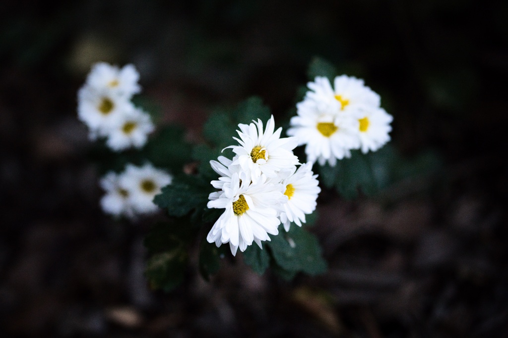 白菊