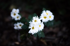 白菊
