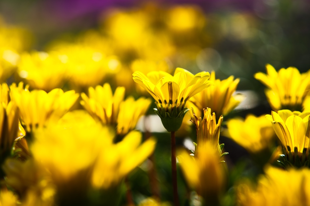 カザニア−１