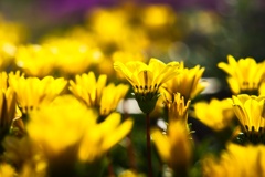 カザニア−１