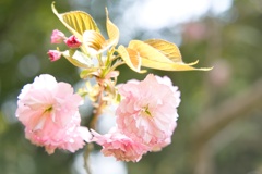 八重桜