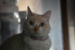 猫−１