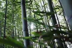 竹林