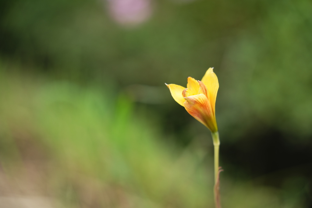 散歩道の花−１