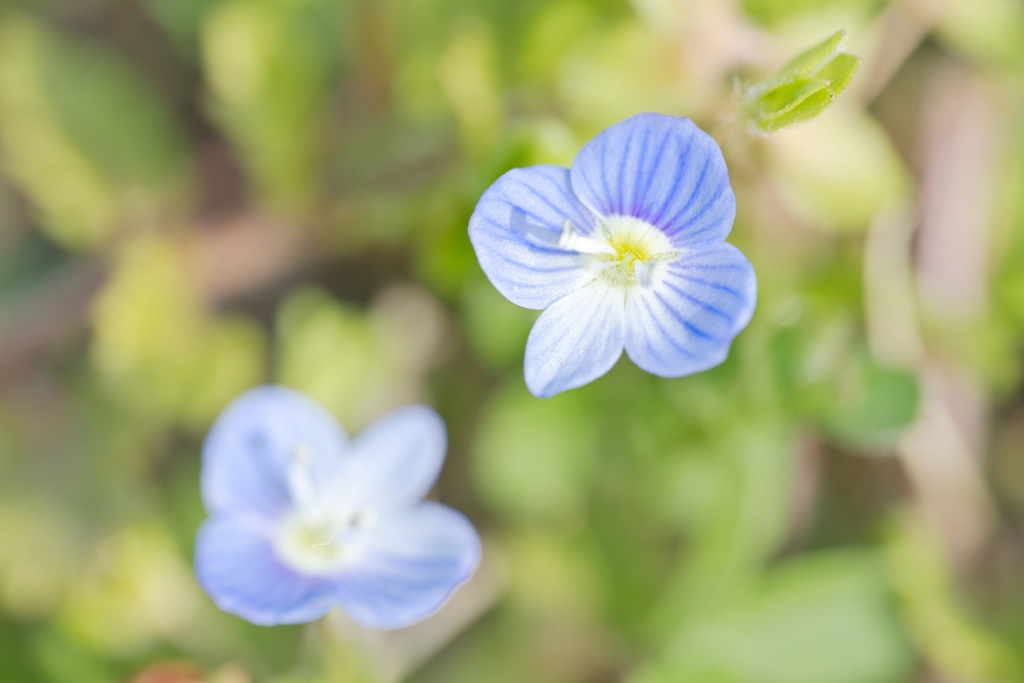 オオイヌノフグリ