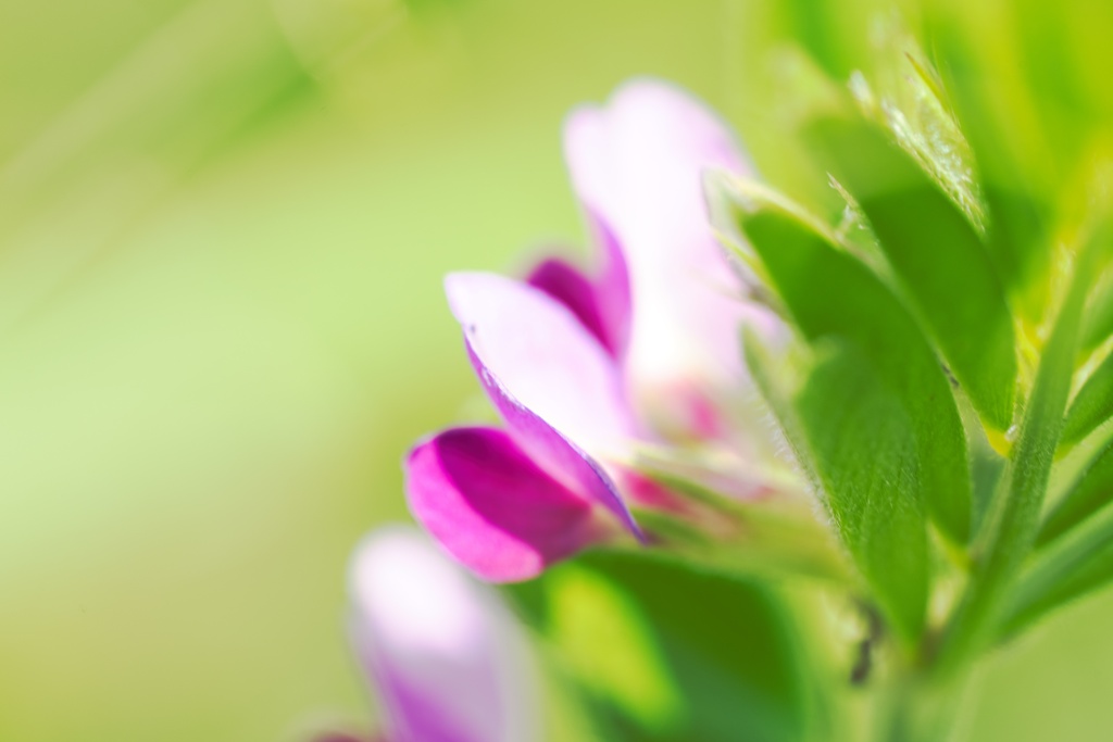 カラスノエンドウ