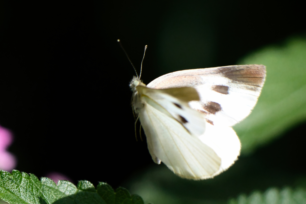 紋白蝶ー4 by st:1967 （ID：13582451） - 写真共有サイト:PHOTOHITO