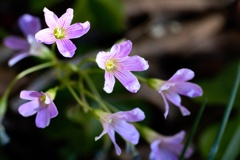 花、咲き乱れる