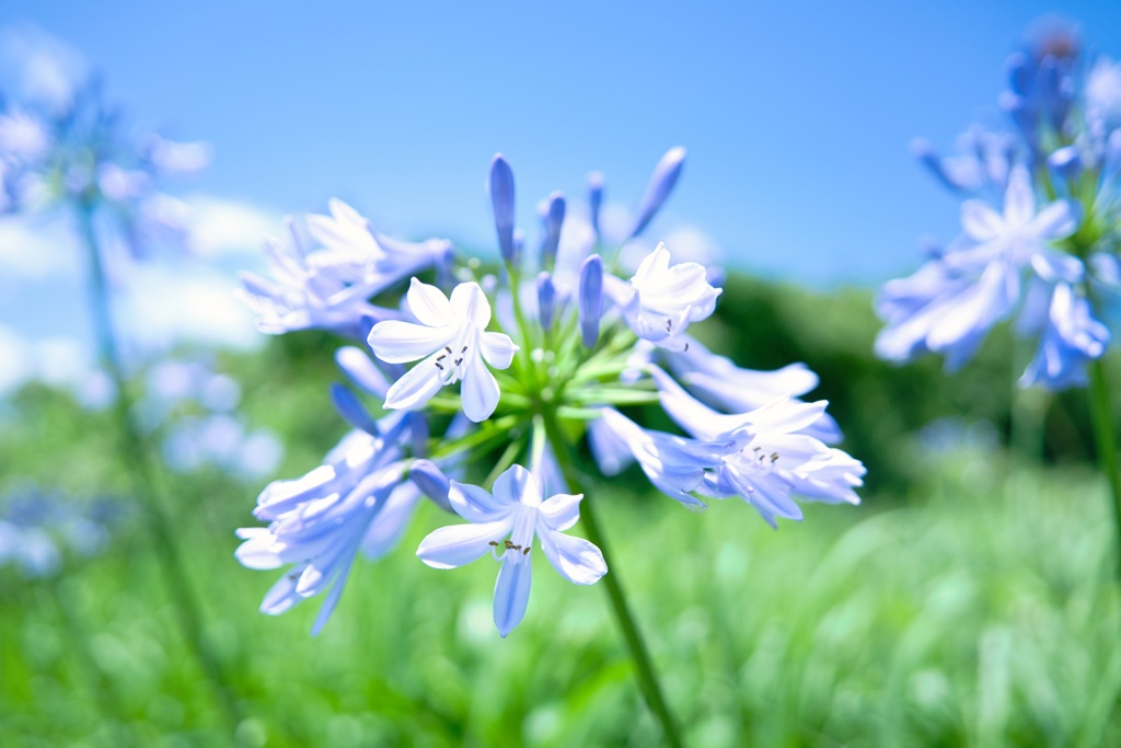 アガパンサス−１