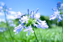 アガパンサス−１