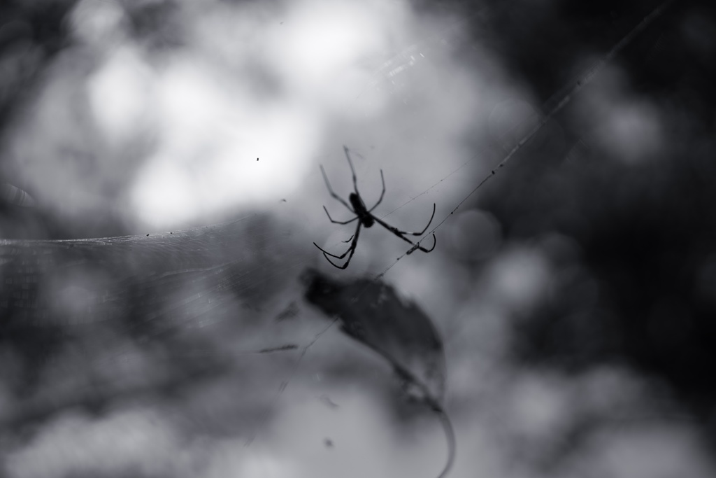 蜘蛛と枯葉−１