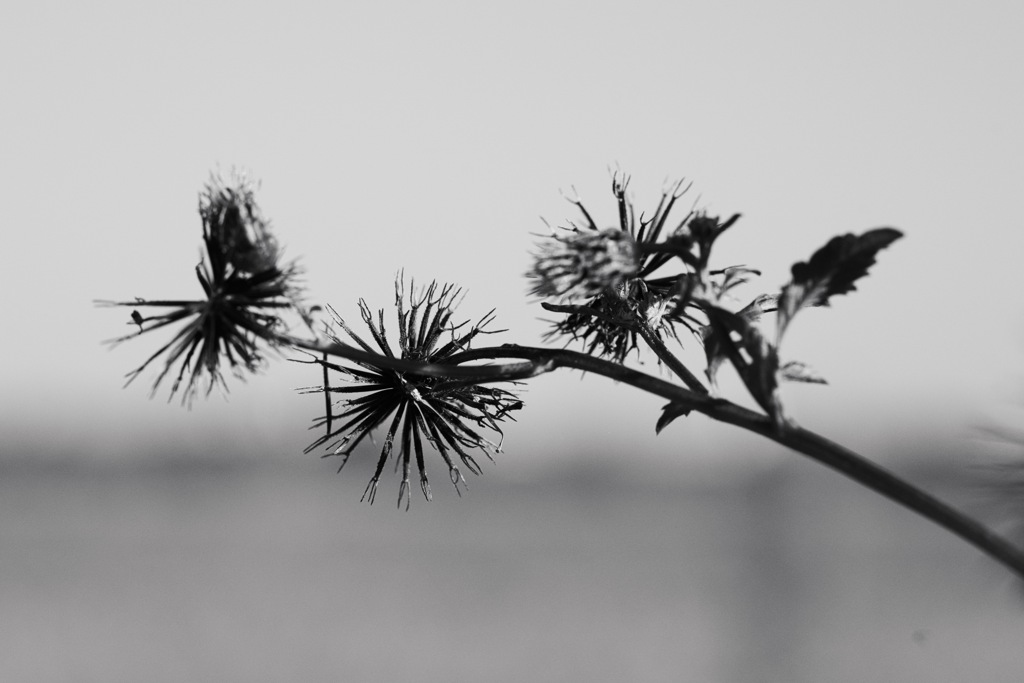 センダングサ