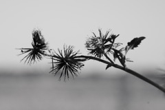 センダングサ