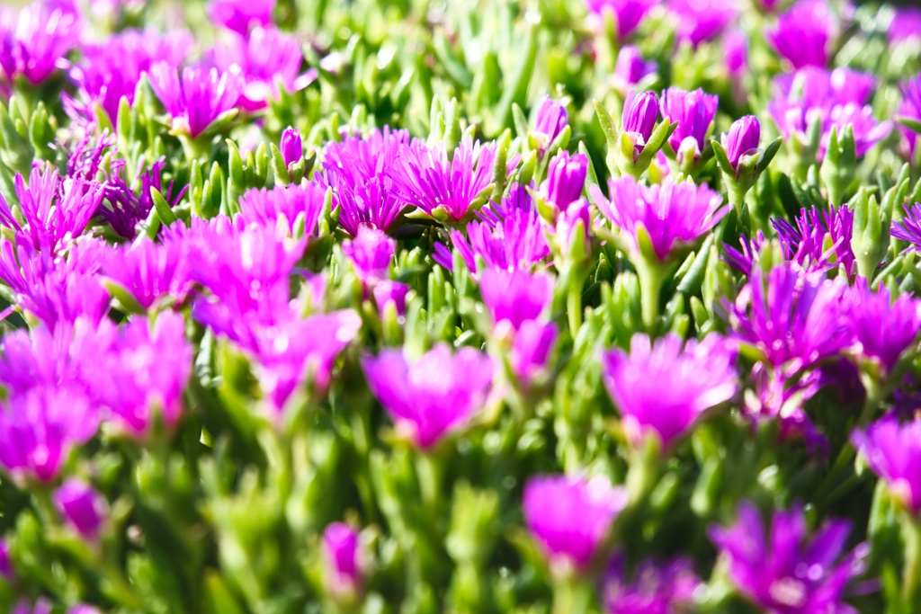 マツバギク