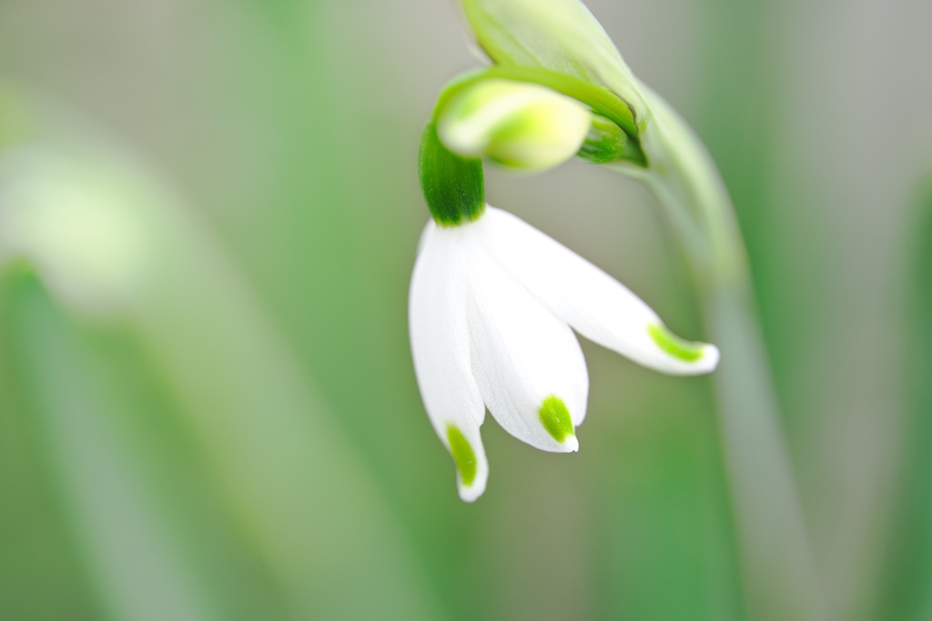 スノーフレーク−２