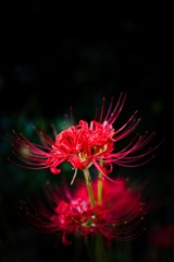 彼岸花　紅