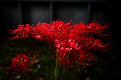 彼岸花−２