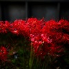 彼岸花−２