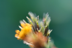 コセンダングサ−１