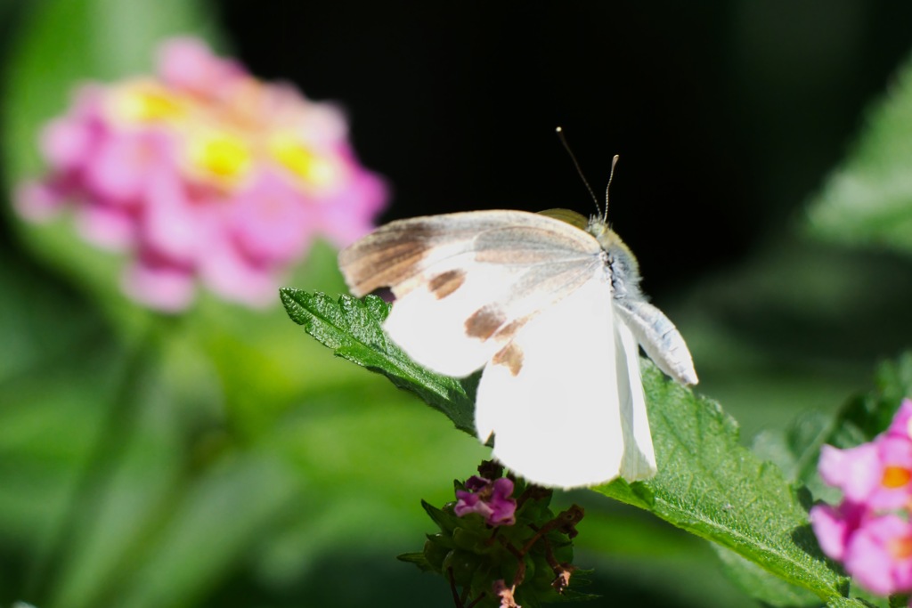紋白蝶−3 by st:1967 （ID：13582450） - 写真共有サイト:PHOTOHITO