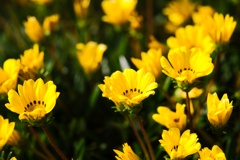 カザニア−３