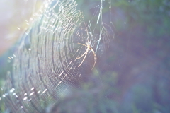 蜘蛛と糸