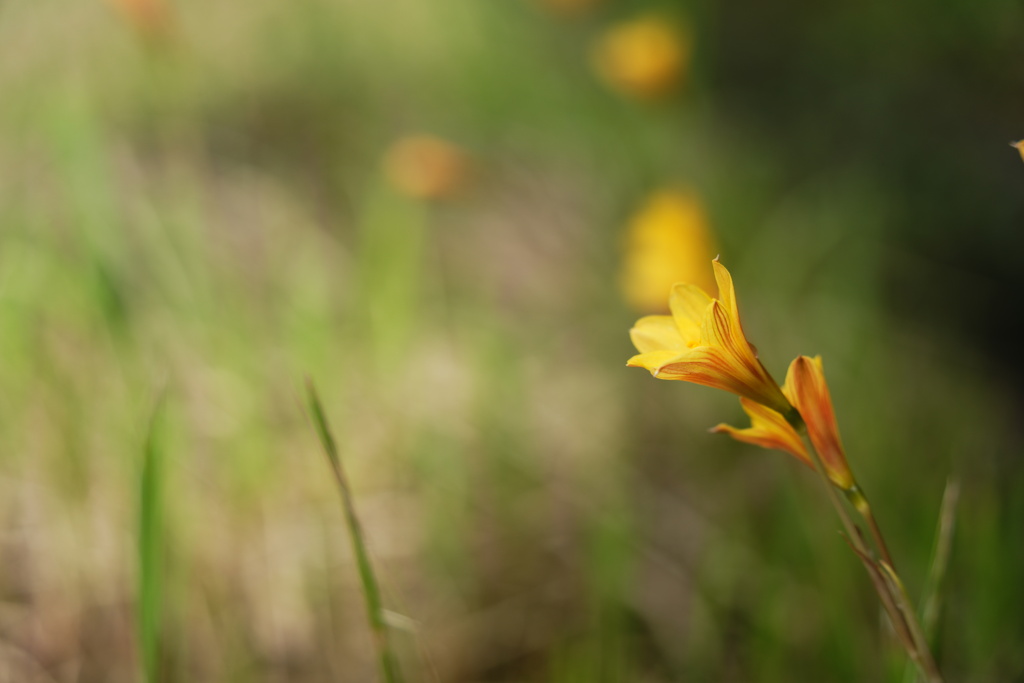 散歩道の花−２
