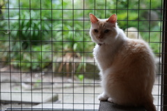 見返り猫−２