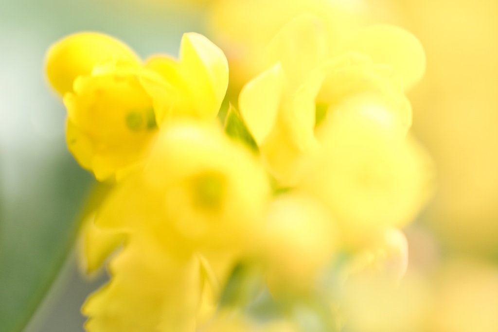 柊の花