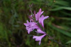 庭の花