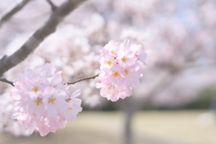 サクラ−１
