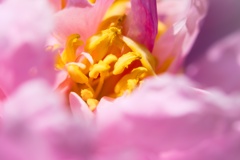 花弁