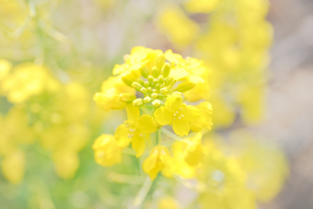 菜の花