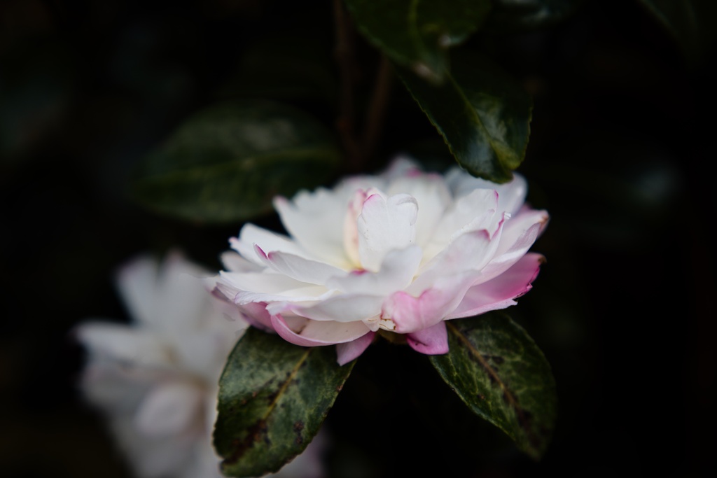 茶梅