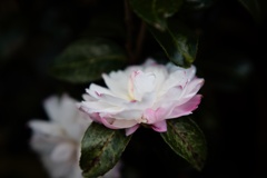 茶梅