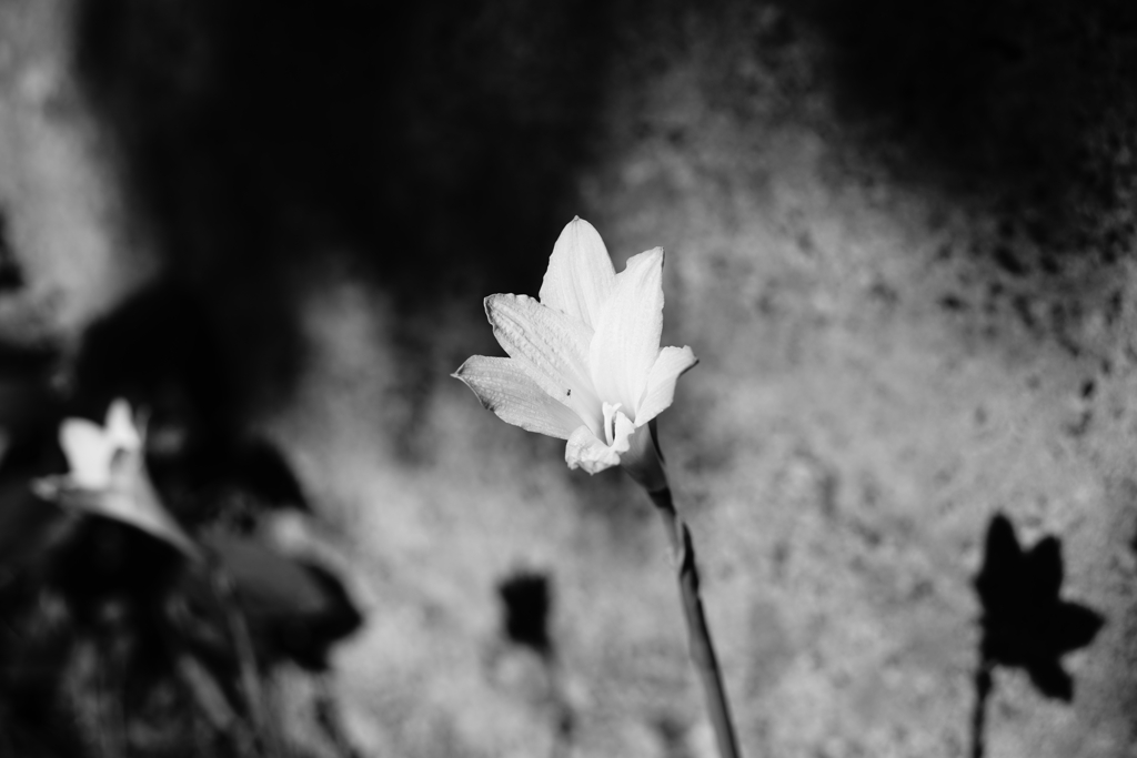 ユリ−４
