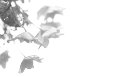 消えそうな世界