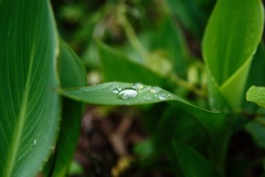 雫