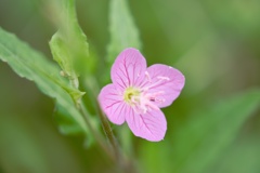 ユウゲショウ